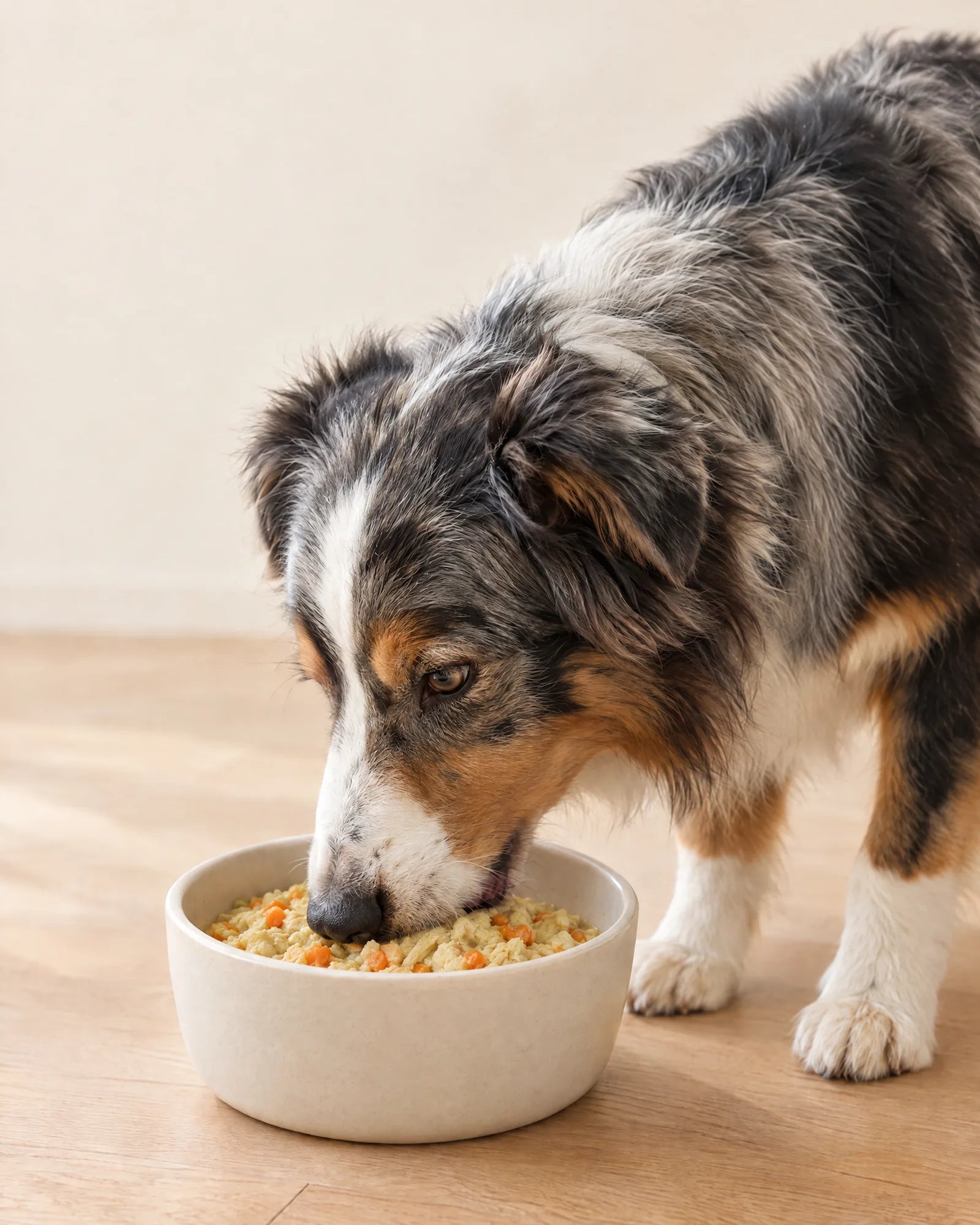 Erwachsener Australian Shepherd frisst aus einer hellen Keramikschale mit fein gewolftem Nassfutter und kleinen Karottenwürfeln